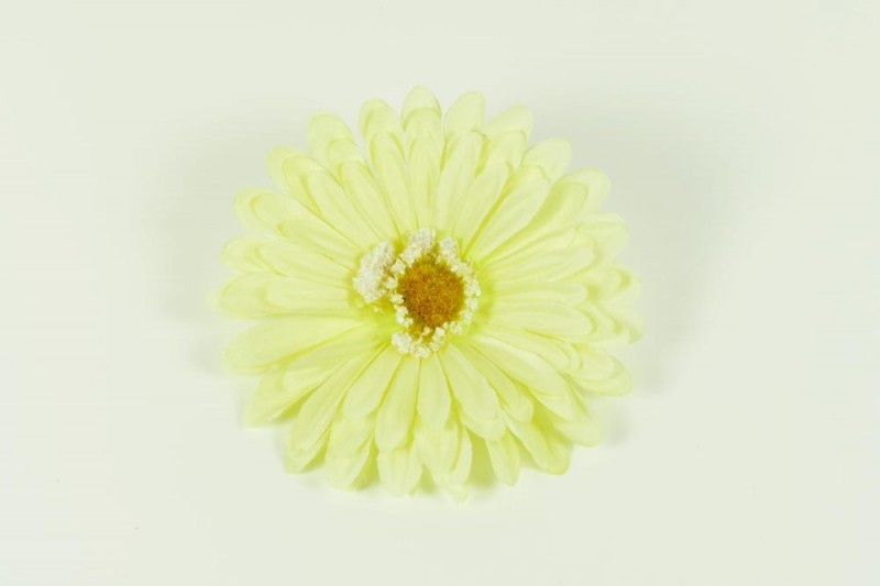 Kvety a kytice / Vencové kvety / Gerbera vencová Kvety a kytice / Vencové kvety / Gerbera vencová