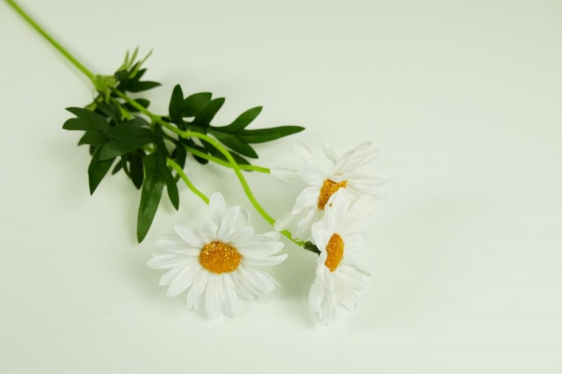 Kvety a kytice / Stopkové kvety  / Margaretka x 3