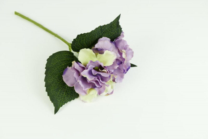Kvety a kytice / Stopkové kvety  / Hortenzia stopka krátka