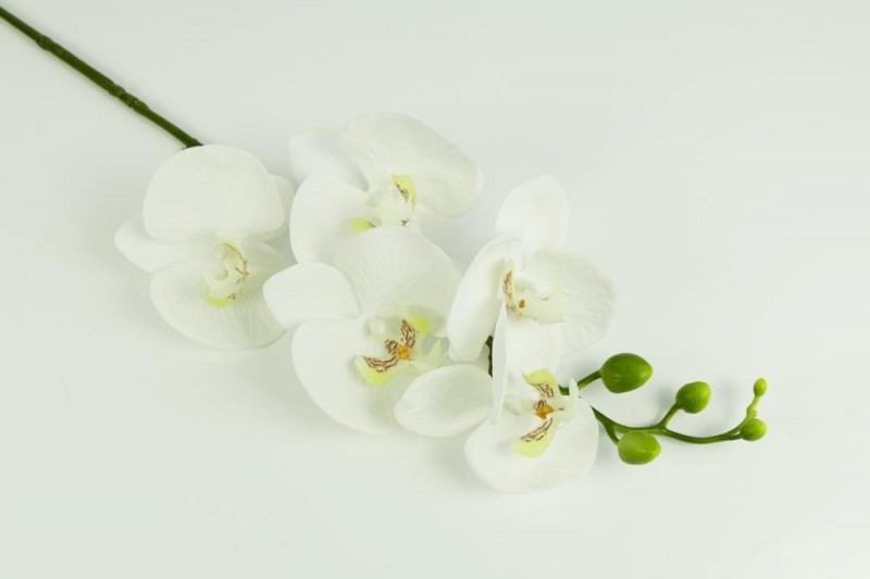 Kvety a kytice / Stopkové kvety  / Orchidea stopka guma
