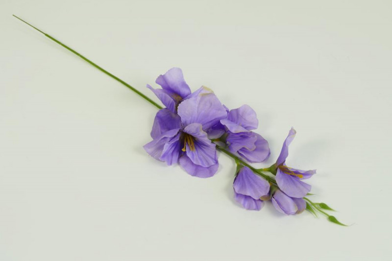 Kvety a kytice / Vencové kvety / Gladiol krátky mix