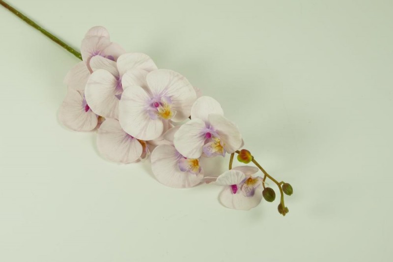 Kvety a kytice / Stopkové kvety  / Orchidea guma stopka 