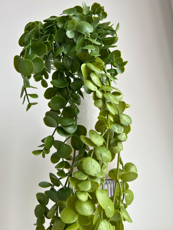 Kvety a kytice / Ťahavé kvety / Eukalypt ťahač Kvety a kytice / Ťahavé kvety / Eukalypt ťahač