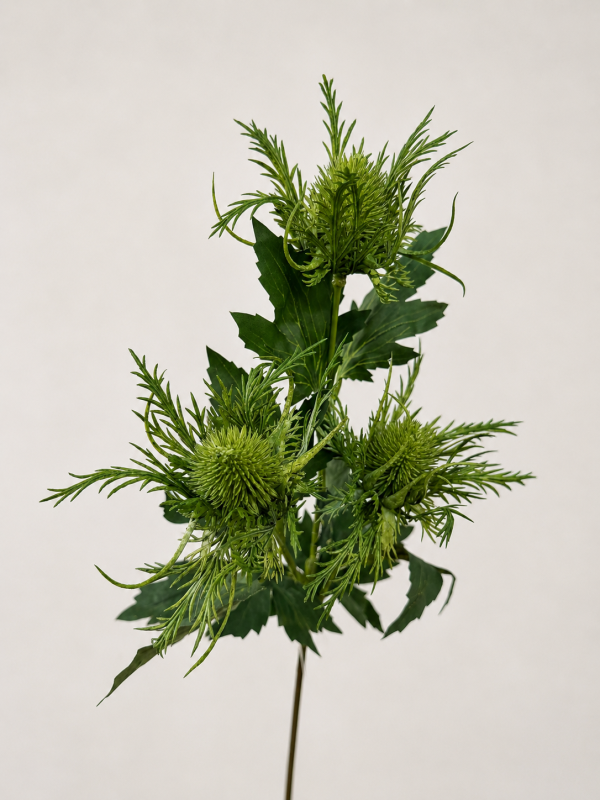 Kvety a kytice / Stopkové kvety / Bodliak Eryngium - zelená vetvička Kvety a kytice / Stopkové kvety / Bodliak Eryngium - zelená vetvička