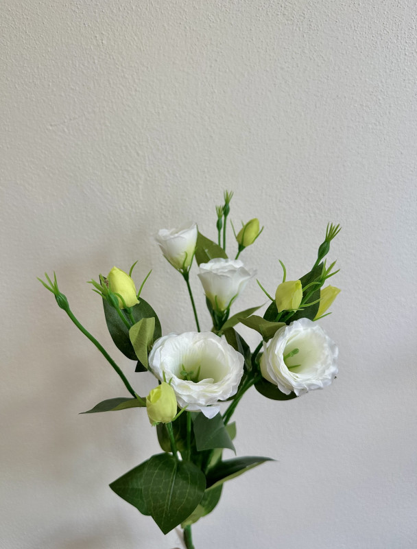 Kvety a kytice / Stopkové kvety / Eustoma (Lisianthus) na stopke Kvety a kytice / Stopkové kvety / Eustoma (Lisianthus) na stopke